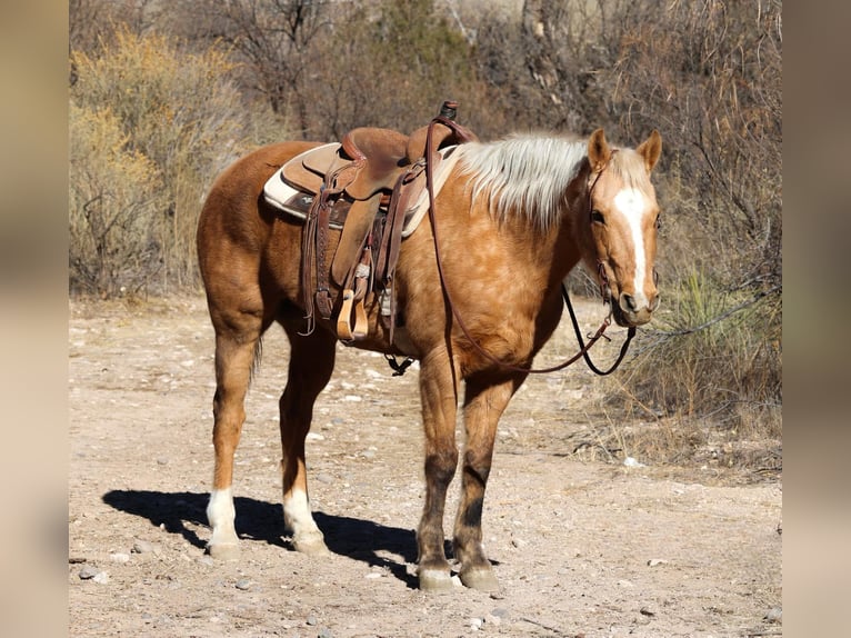 Caballo cuarto de milla Caballo castrado 14 años 152 cm Palomino in Camp Verde AZ