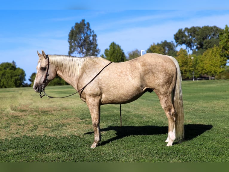 Caballo cuarto de milla Caballo castrado 14 años 152 cm Palomino in Pleasant Grove CA