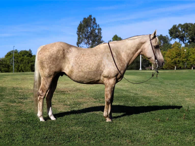Caballo cuarto de milla Caballo castrado 14 años 152 cm Palomino in Pleasant Grove CA