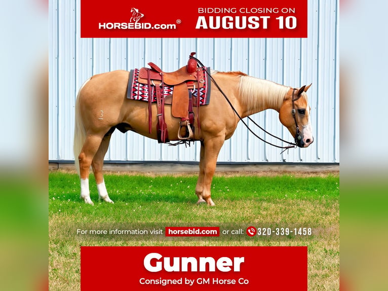 Caballo cuarto de milla Caballo castrado 14 años 152 cm Palomino in Cannon Falls