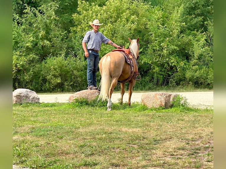 Caballo cuarto de milla Caballo castrado 14 años 152 cm Palomino in Cannon Falls