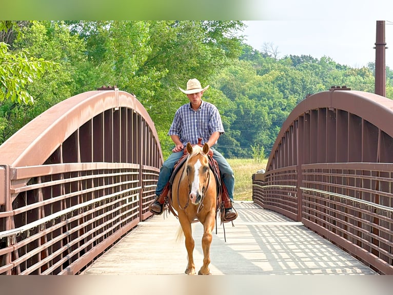 Caballo cuarto de milla Caballo castrado 14 años 152 cm Palomino in Cannon Falls