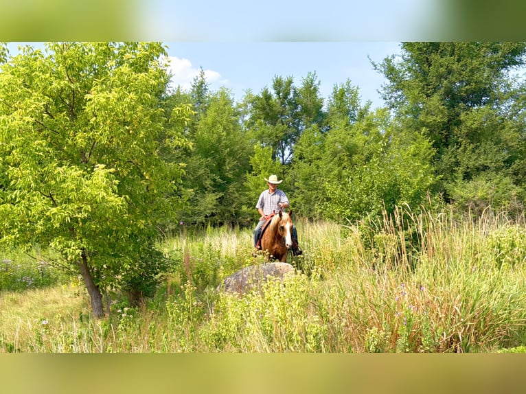 Caballo cuarto de milla Caballo castrado 14 años 152 cm Palomino in Cannon Falls