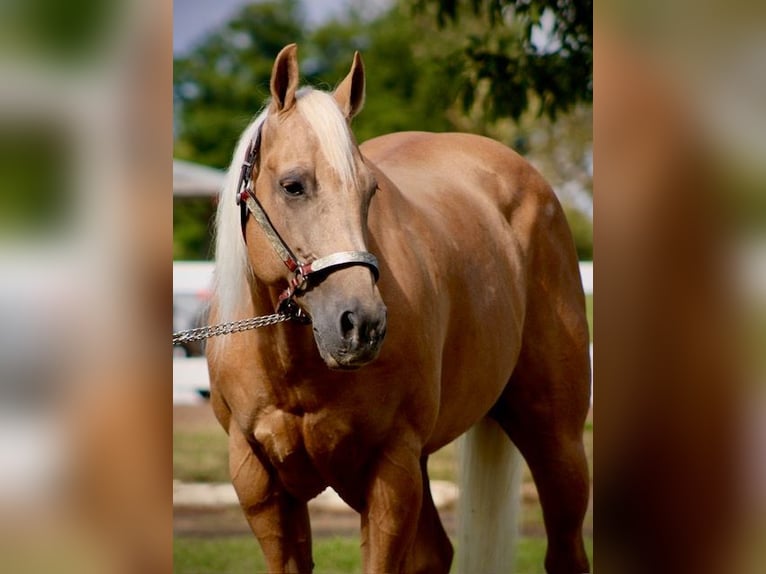 Caballo cuarto de milla Caballo castrado 14 años 152 cm Palomino in Borden