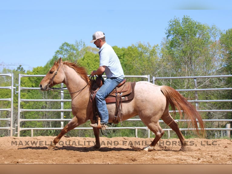 Caballo cuarto de milla Caballo castrado 14 años 152 cm Ruano alazán in Cherryville NC