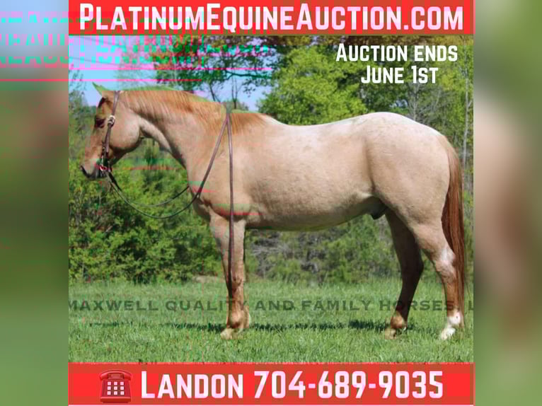 Caballo cuarto de milla Caballo castrado 14 años 152 cm Ruano alazán in Cherryville NC