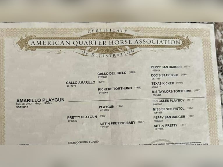 Caballo cuarto de milla Caballo castrado 14 años 152 cm Tordo in Paicines CA