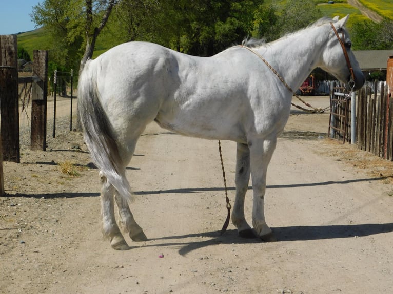 Caballo cuarto de milla Caballo castrado 14 años 152 cm Tordo in Paicines CA