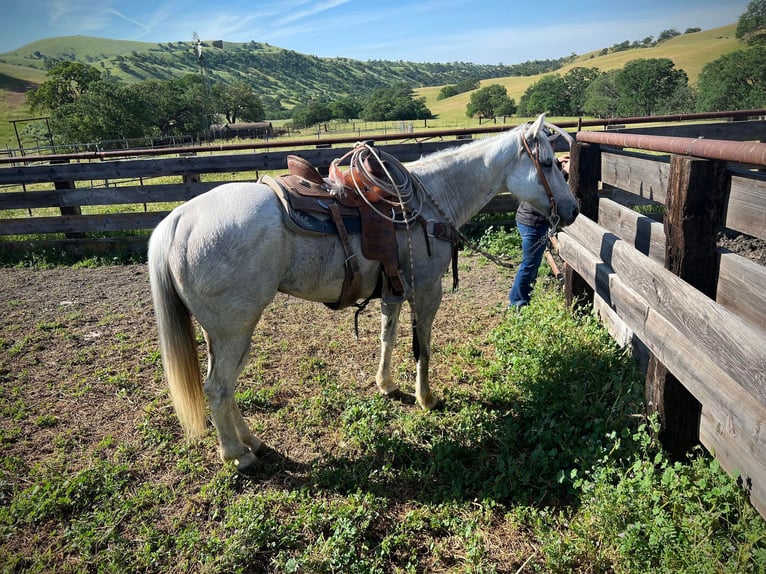 Caballo cuarto de milla Caballo castrado 14 años 152 cm Tordo in Paicines CA