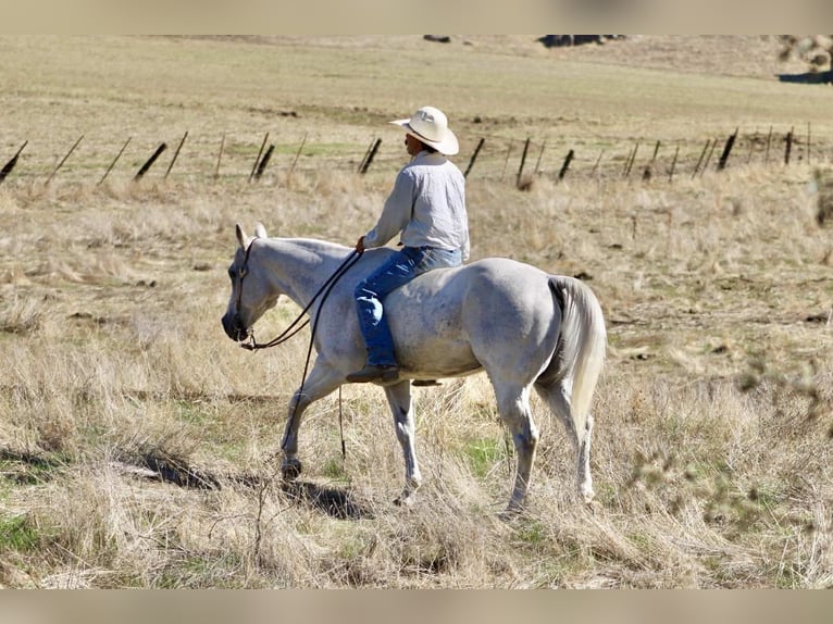 Caballo cuarto de milla Caballo castrado 14 años 152 cm Tordo in Paicines CA