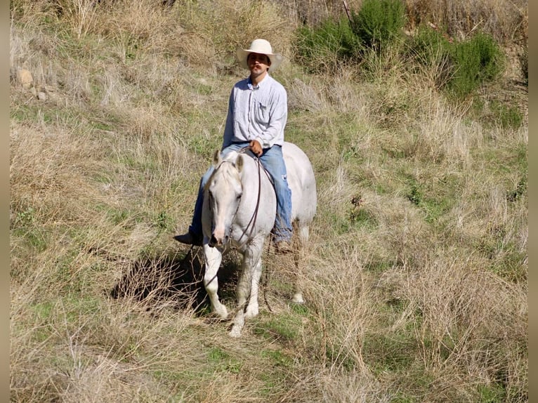 Caballo cuarto de milla Caballo castrado 14 años 152 cm Tordo in Paicines CA