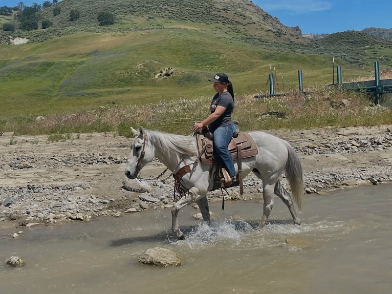 Caballo cuarto de milla Caballo castrado 14 años 152 cm Tordo in Paicines CA