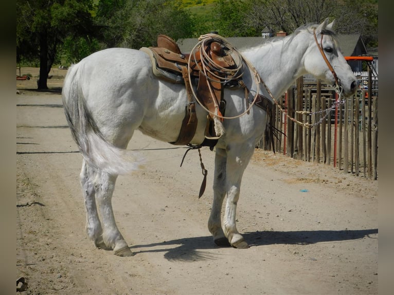 Caballo cuarto de milla Caballo castrado 14 años 152 cm Tordo in Paicines CA