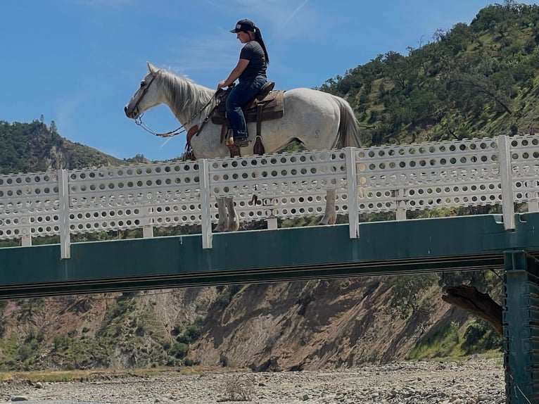 Caballo cuarto de milla Caballo castrado 14 años 152 cm Tordo in Paicines CA