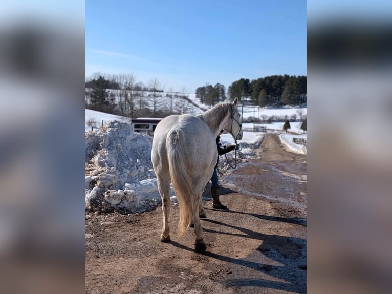 Caballo cuarto de milla Caballo castrado 14 años 152 cm Tordo in Ringgold