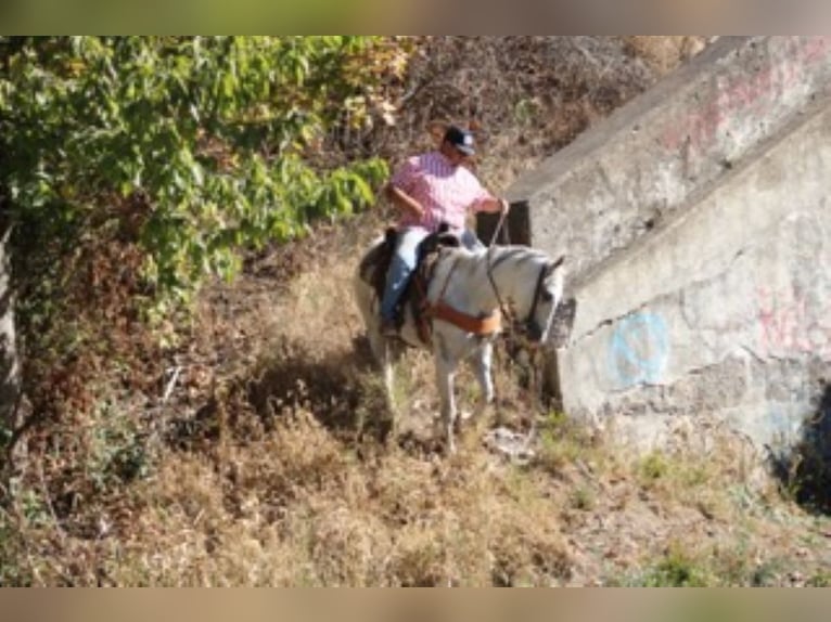 Caballo cuarto de milla Caballo castrado 14 años 152 cm Tordo in Charleston