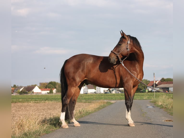 Caballo cuarto de milla Mestizo Caballo castrado 14 años 153 cm Pío in Hatten