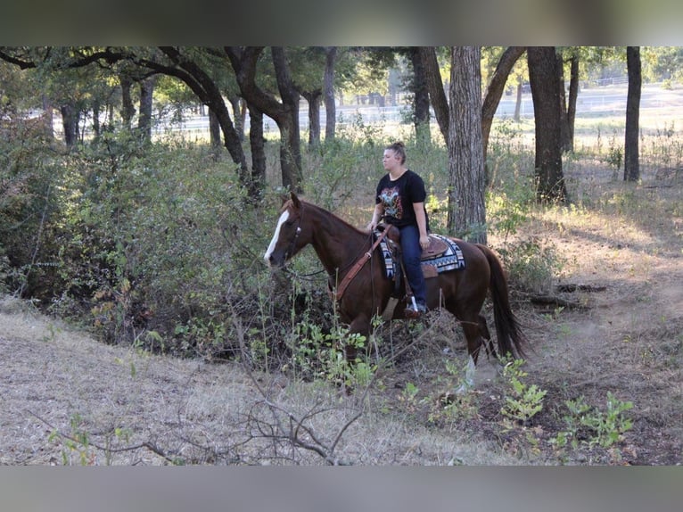 Caballo cuarto de milla Caballo castrado 14 años 155 cm Alazán rojizo in Pilot Point, TX