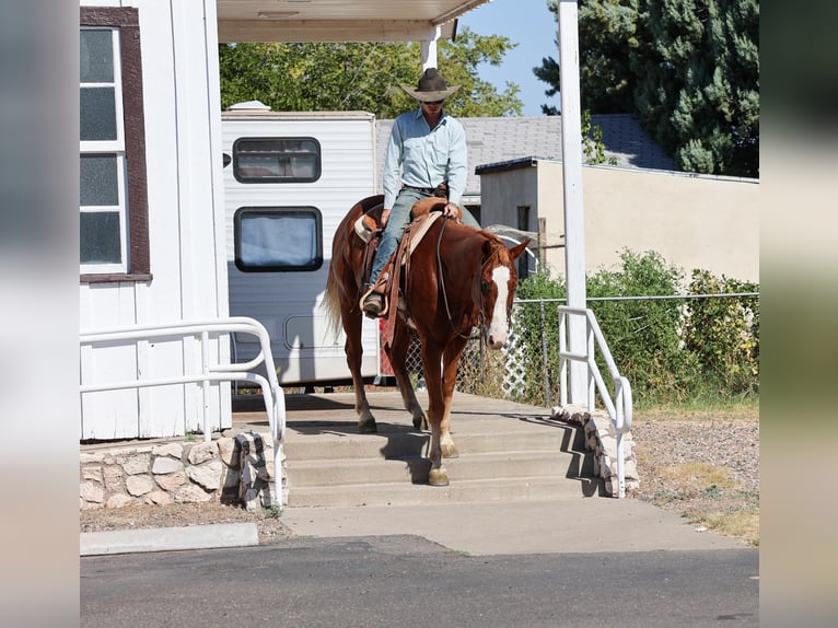 Caballo cuarto de milla Caballo castrado 14 años 155 cm Alazán-tostado in Camp Verde AZ