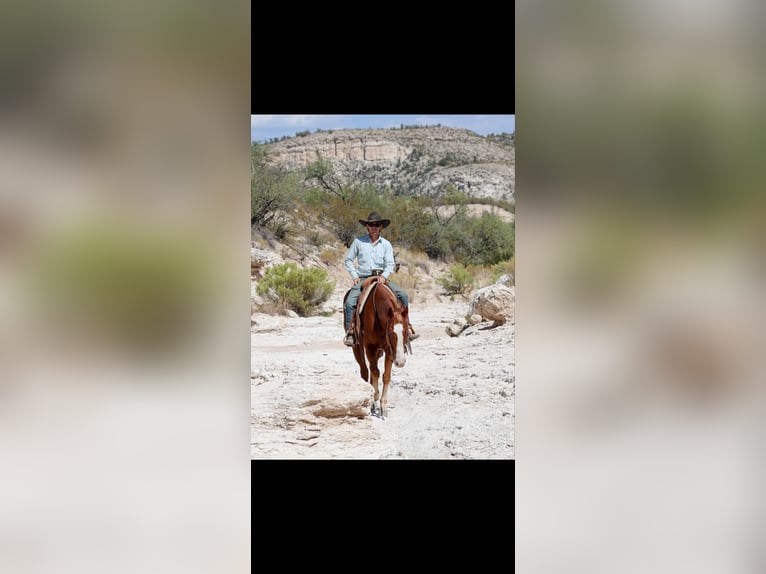 Caballo cuarto de milla Caballo castrado 14 años 155 cm Alazán-tostado in Camp Verde AZ