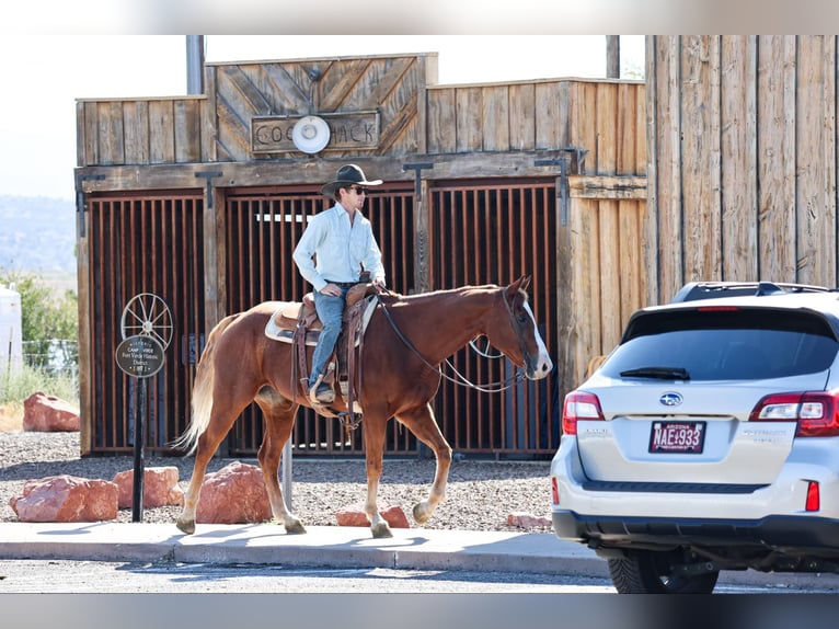 Caballo cuarto de milla Caballo castrado 14 años 155 cm Alazán-tostado in Camp Verde AZ