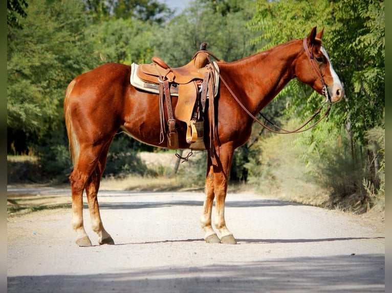 Caballo cuarto de milla Caballo castrado 14 años 155 cm Alazán-tostado in Camp Verde AZ