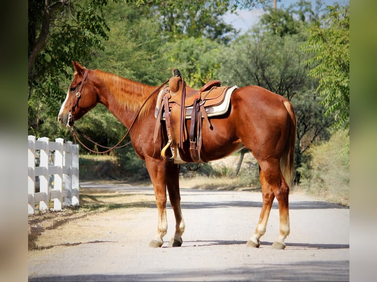 Caballo cuarto de milla Caballo castrado 14 años 155 cm Alazán-tostado in Camp Verde AZ