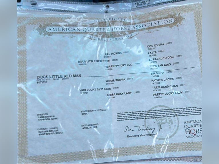 Caballo cuarto de milla Caballo castrado 14 años 155 cm Alazán-tostado in Everett PA