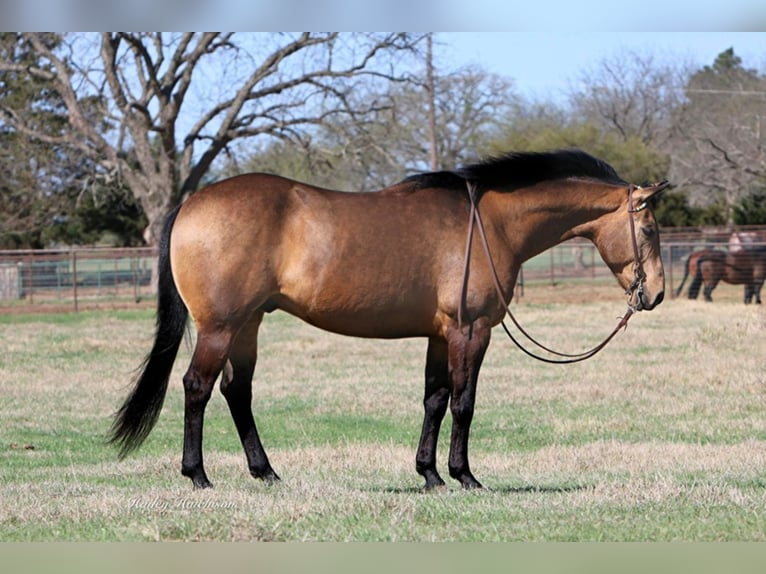 Caballo cuarto de milla Caballo castrado 14 años 155 cm Buckskin/Bayo in Joshua TX