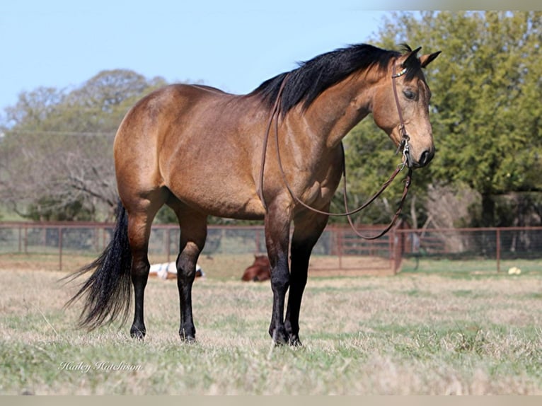 Caballo cuarto de milla Caballo castrado 14 años 155 cm Buckskin/Bayo in Joshua TX