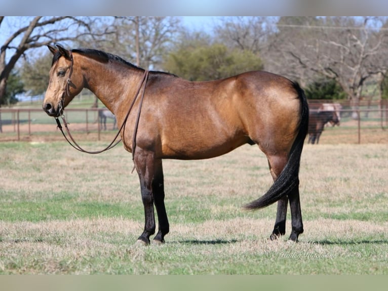 Caballo cuarto de milla Caballo castrado 14 años 155 cm Buckskin/Bayo in Joshua TX