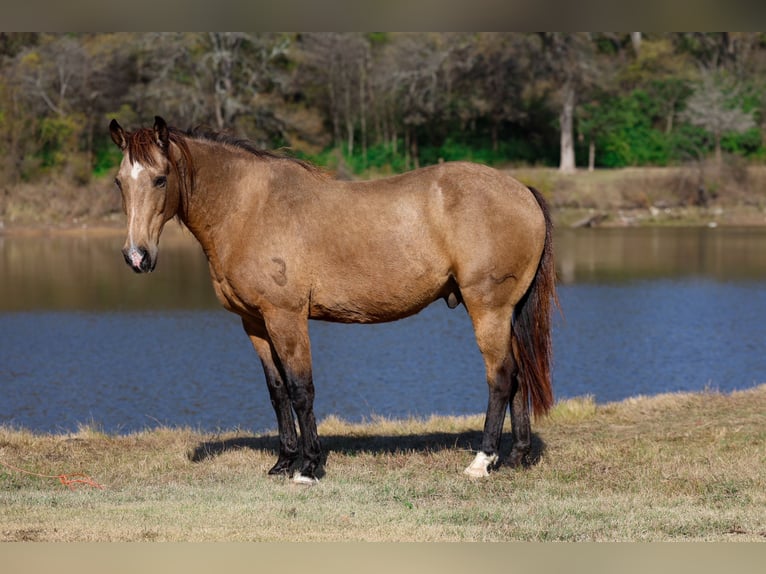 Caballo cuarto de milla Caballo castrado 14 años 155 cm Buckskin/Bayo in Forney