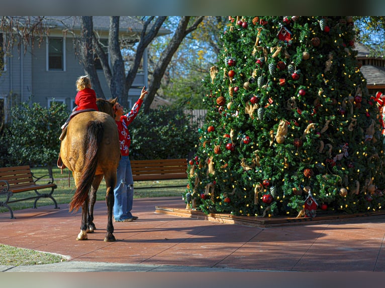 Caballo cuarto de milla Caballo castrado 14 años 155 cm Buckskin/Bayo in Forney