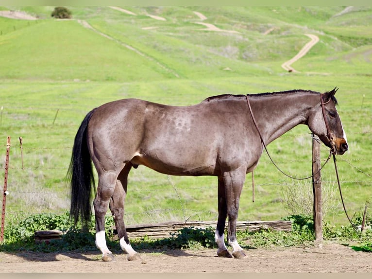 Caballo cuarto de milla Caballo castrado 14 años 155 cm Castaño rojizo in Bitterwater CA