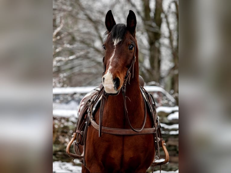 Caballo cuarto de milla Caballo castrado 14 años 155 cm Castaño rojizo in Everette PA