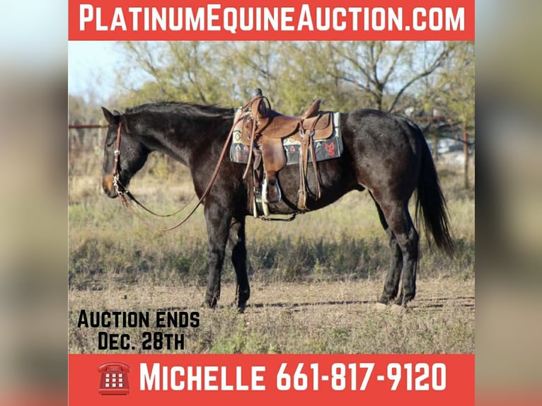 Caballo cuarto de milla Caballo castrado 14 años 155 cm Castaño-ruano in Stephenville TX