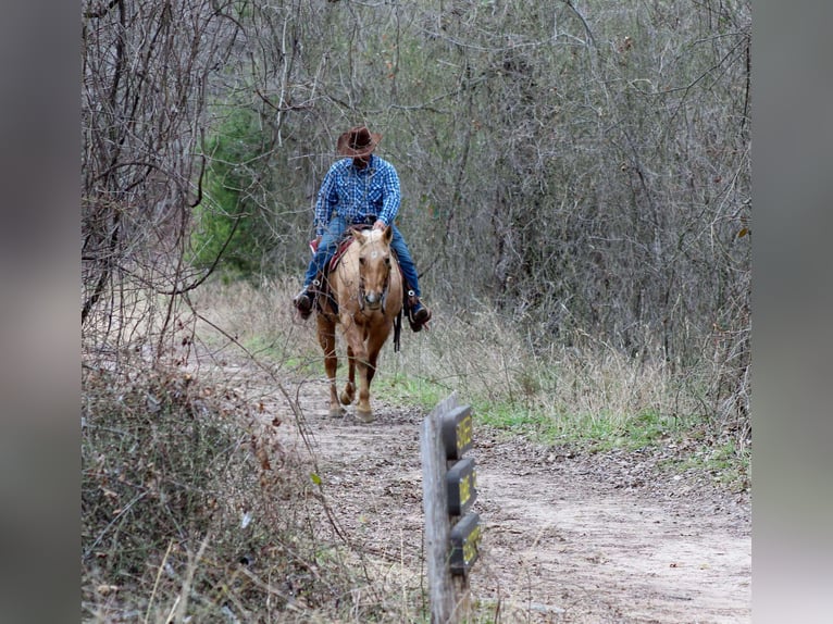 Caballo cuarto de milla Caballo castrado 14 años 155 cm Palomino in Stephenville TX