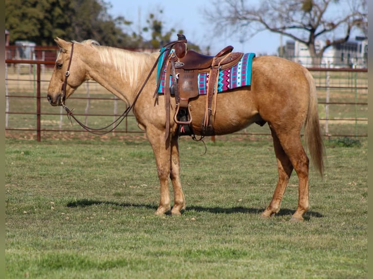 Caballo cuarto de milla Caballo castrado 14 años 155 cm Palomino in Stephenville TX