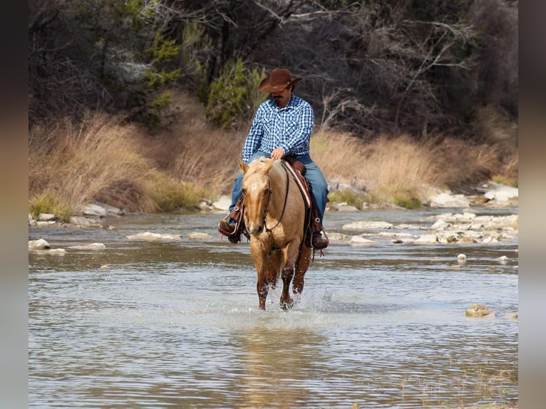 Caballo cuarto de milla Caballo castrado 14 años 155 cm Palomino in Stephenville TX