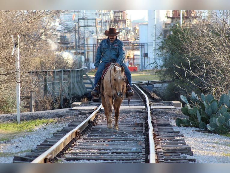 Caballo cuarto de milla Caballo castrado 14 años 155 cm Palomino in Stephenville TX