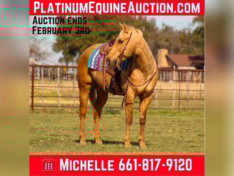 Caballo cuarto de milla Caballo castrado 14 años 155 cm Palomino in Stephenville TX