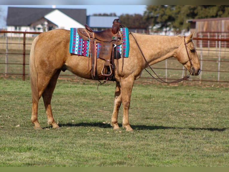 Caballo cuarto de milla Caballo castrado 14 años 155 cm Palomino in Stephenville TX