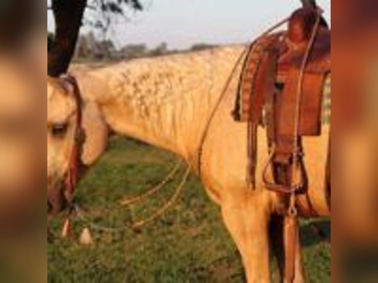 Caballo cuarto de milla Caballo castrado 14 años 155 cm Palomino in Turlock CA