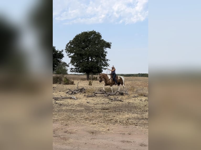 Caballo cuarto de milla Caballo castrado 14 años 155 cm Palomino in Weatherford, TX