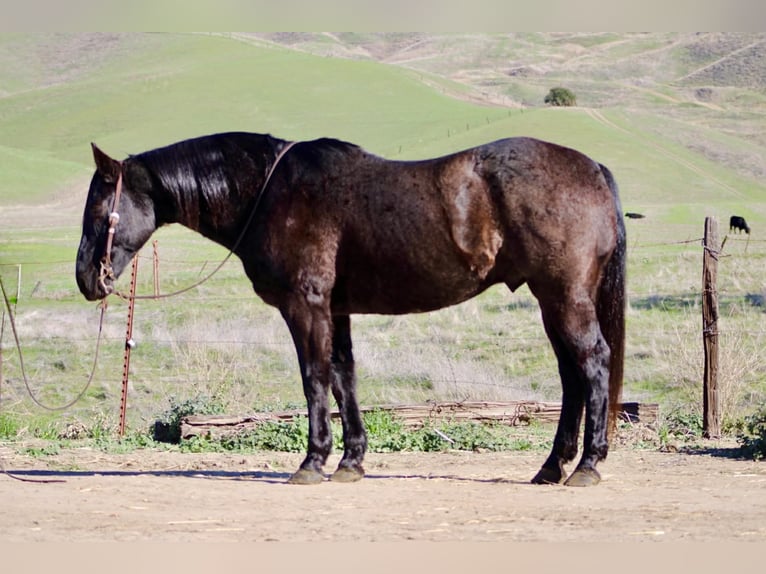 Caballo cuarto de milla Caballo castrado 14 años 155 cm Ruano azulado in Paicines CA