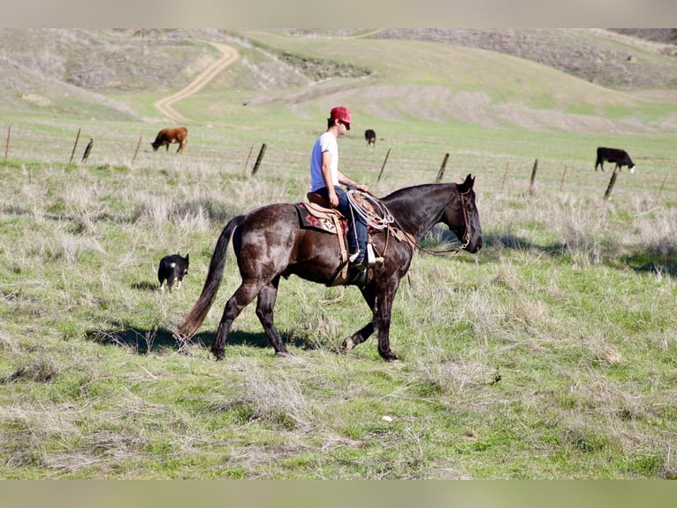 Caballo cuarto de milla Caballo castrado 14 años 155 cm Ruano azulado in Paicines CA