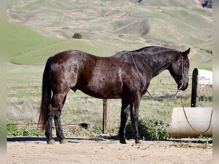 Caballo cuarto de milla Caballo castrado 14 años 155 cm Ruano azulado in Paicines CA