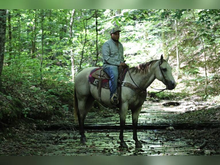 Caballo cuarto de milla Caballo castrado 14 años 157 cm Buckskin/Bayo in Sonora KY