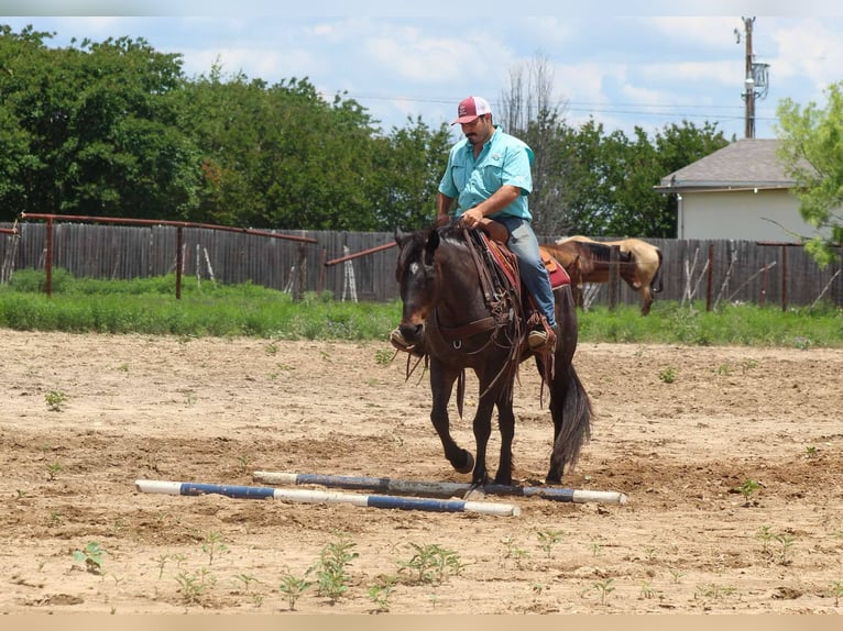 Caballo cuarto de milla Caballo castrado 14 años 157 cm Castaño-ruano in Stephenville TX