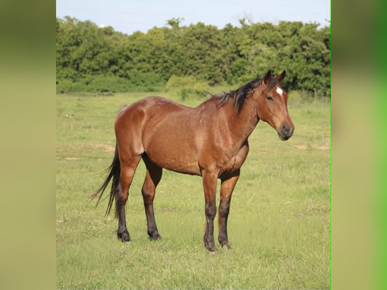 Caballo cuarto de milla Caballo castrado 14 años 157 cm Castaño-ruano in Poolville